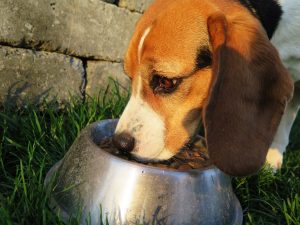 Perro comiendo pienso