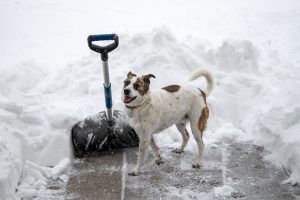 Perro en la nieve